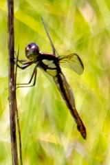 Libellula flavida