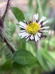 Erigeron humilis