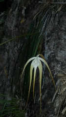 Brassavola appendiculata