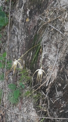 Brassavola appendiculata