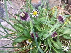 Erigeron humilis