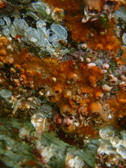 Schizoporella unicornis