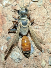 Sphex flavipennis