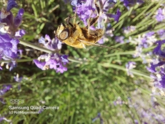 Eristalis