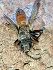 Sphex flavipennis