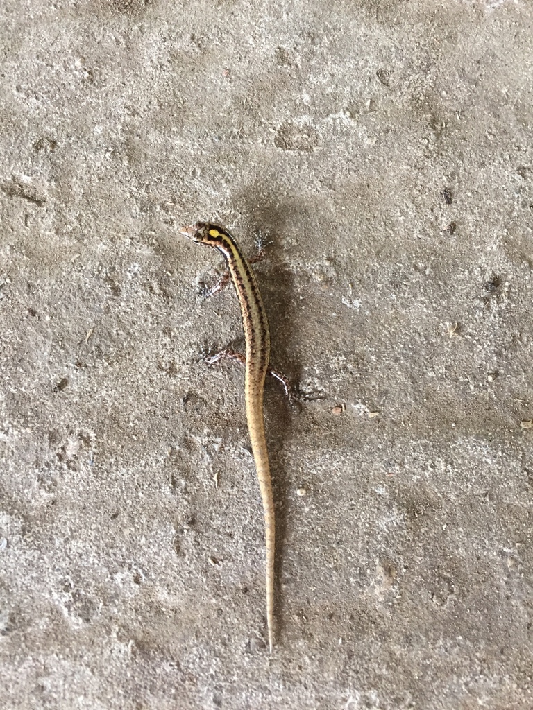 Viti Copper-headed Skink