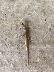 Parker's Emo Skink photo 3