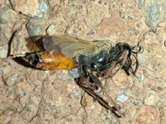 Sphex flavipennis