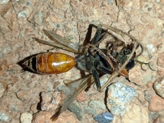 Sphex flavipennis