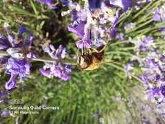 Eristalis