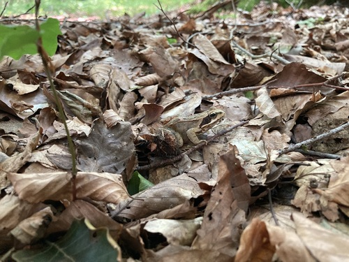 Grasfrosch