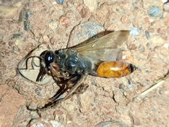 Sphex flavipennis