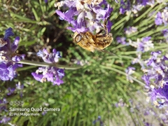 Eristalis