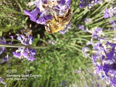 Eristalis