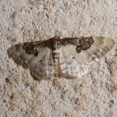 Idaea mustelata