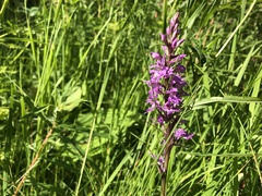 Dactylorhiza saccifera