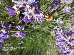 Eristalis