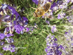 Eristalis