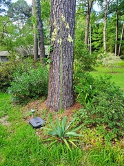 Yucca cernua