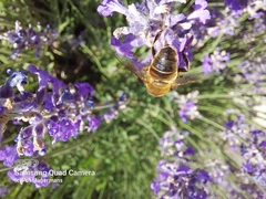 Eristalis