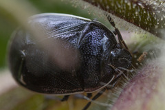 Sehirus cinctus albonotatus