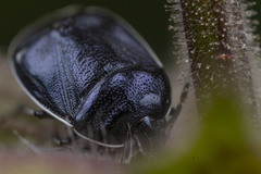 Sehirus cinctus albonotatus