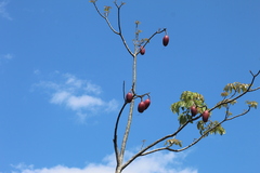 Pseudobombax munguba