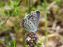 Pseudophilotes baton
