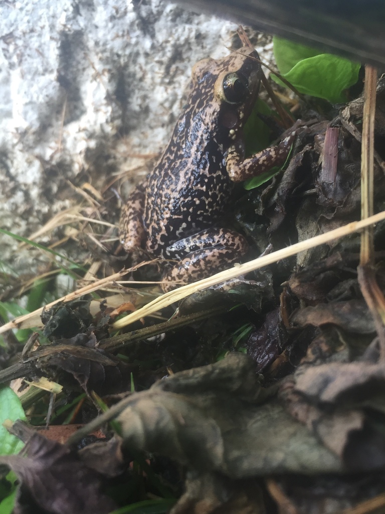 Mute Coqui