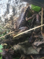 Eleutherodactylus lentus