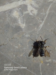 Megachile