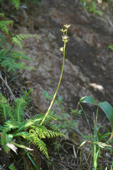 Heloniopsis orientalis