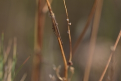 Macronemurus