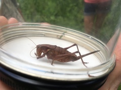 Atlanticus americanus