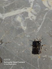 Megachile