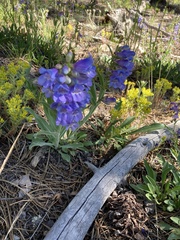 Penstemon virens