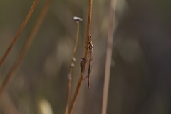 Macronemurus