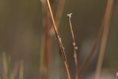 Macronemurus
