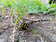 Cordulegaster boltonii