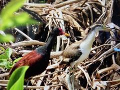 Jacana jacana