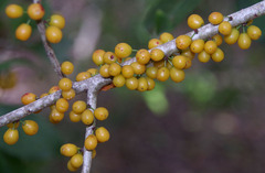 Denhamia fasciculiflora