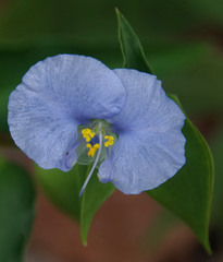 Commelina ensifolia