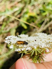 Arge cyanocrocea