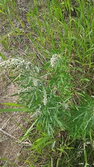 Artemisia tilesii