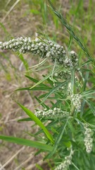 Artemisia tilesii