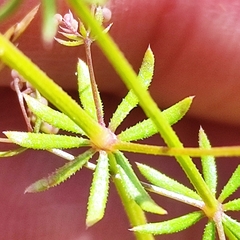 Galium anglicum