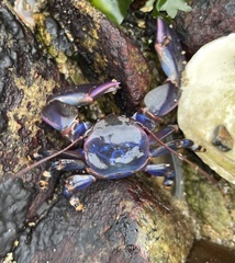 Petrolisthes violaceus