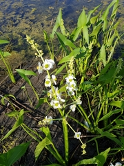 Sagittaria