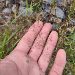 Galium anglicum