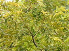 Cassia grandis